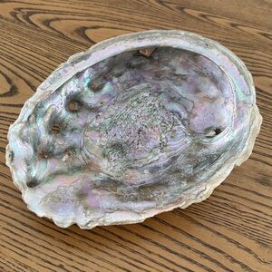 Natural Authentic Large Abalone Sea Shell